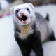 Image for article titled Anything can be a sport, even stuffing an animal down your pants